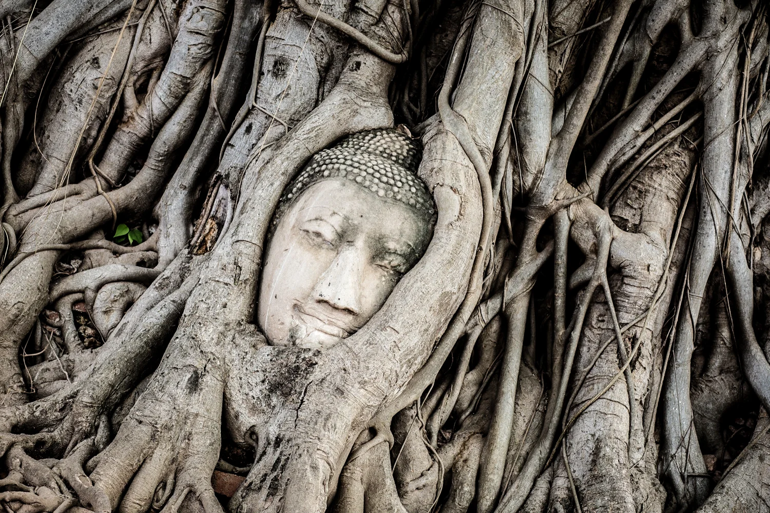 A Buddha statue entwined in a Bodhi tree's roots at Wat Maha That in Ayuthaya. 