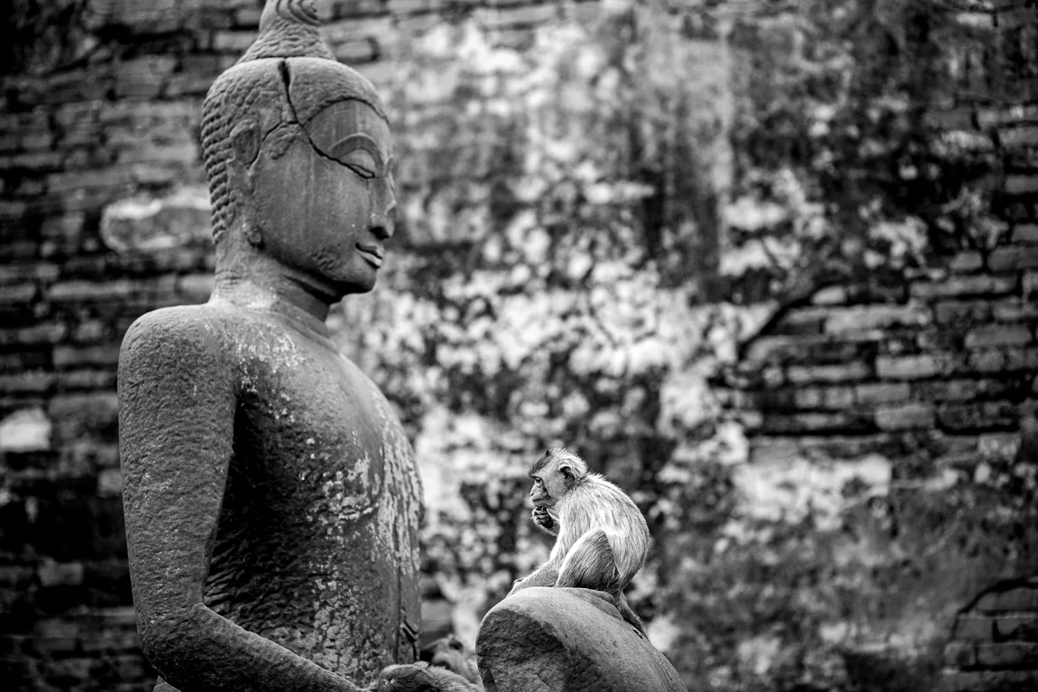 A contemplative monkey at the Prang Sam Yot Temple in Lopburi, Thailand. Lopburi is home to hundreds of rhesus and macaque monkeys. 