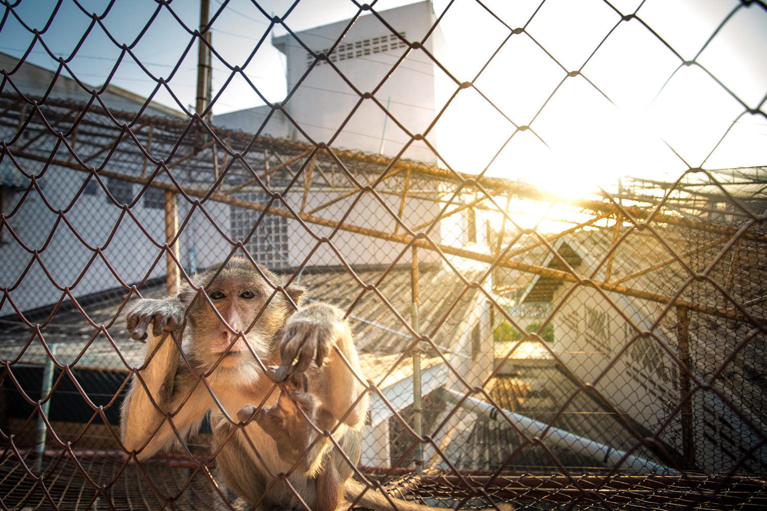  The view from my hotel window. All the buildings are caged in to protect the humans from the beguiling monkeys, who will steal just about anything they can get their hands on. &nbsp;&nbsp; 