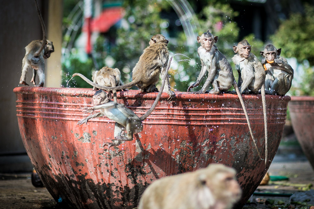  Food is laid out for the monkeys at the San Phra Kan shrine, one of Lopburi’s holiest site. The act of feeding the monkeys is done as a show of gratitude to the gods after an auspicious event. 