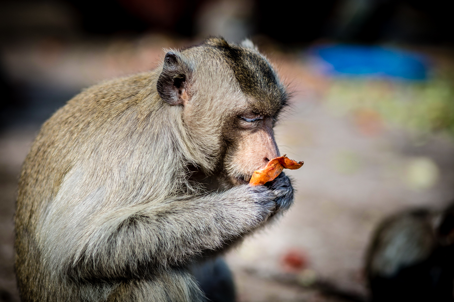 We can all relate to the religious experience this monkey is having with its meal. 