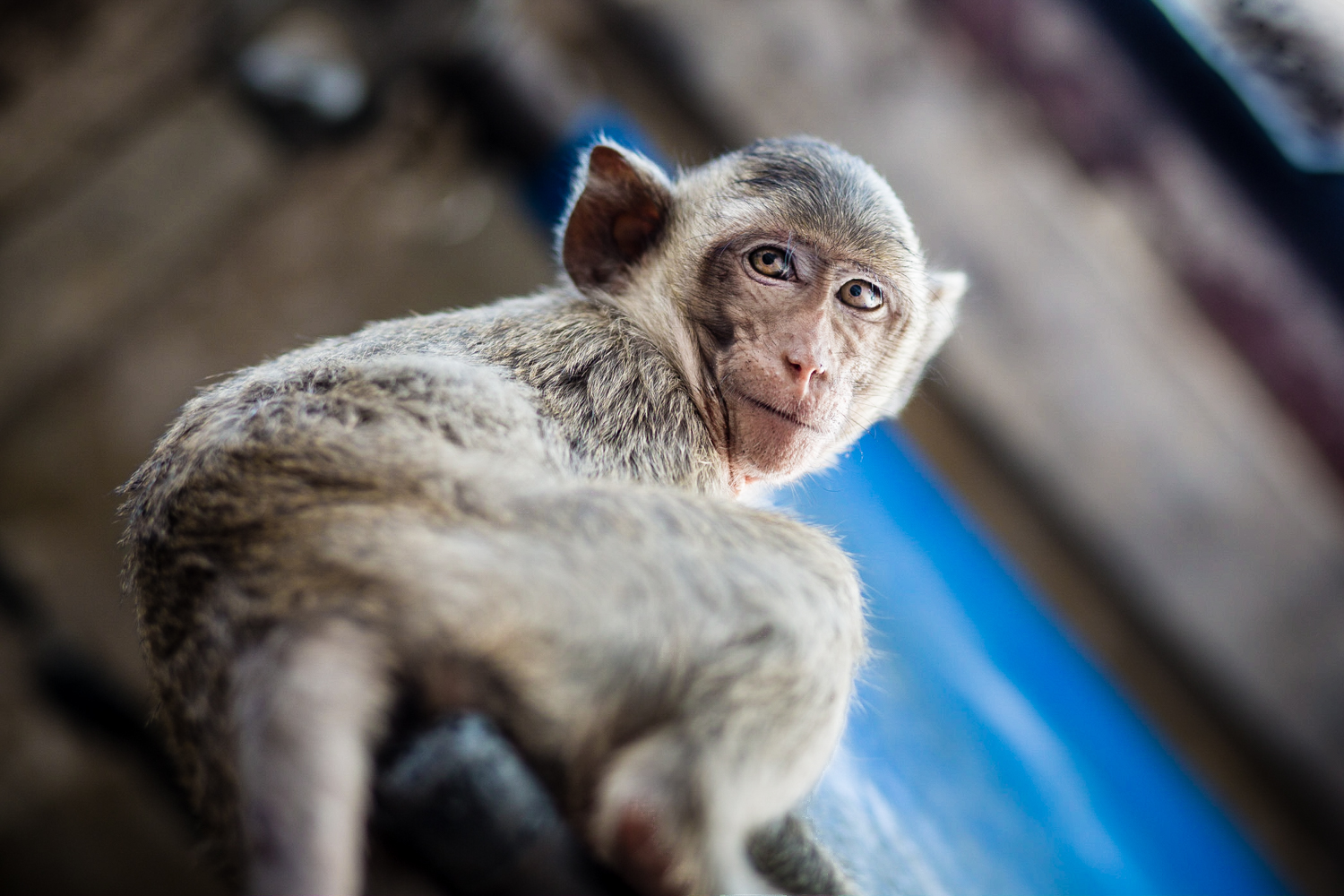  The monkeys can be seen all over town, using phone lines and drainage pipes to scamper from building to building.&nbsp;&nbsp; 