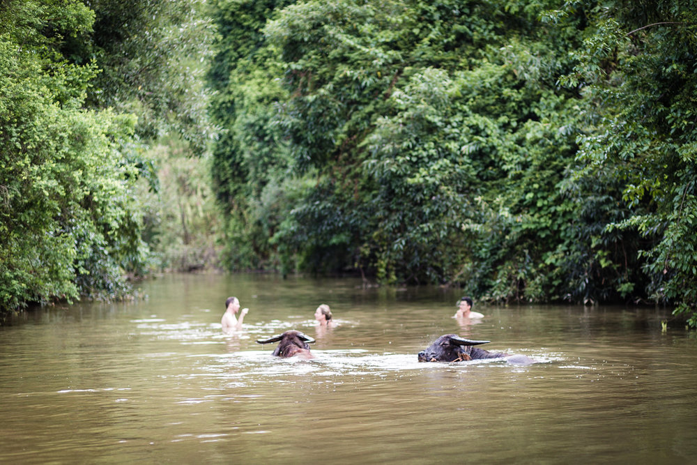  Water bufallo taking a dip with some trekkers from a different group.&nbsp;&nbsp; 