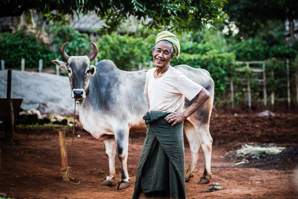  Most of the villagers in the area are subsistence farmer famers. Cows are used for labor in lieu of meat or milk.&nbsp; 