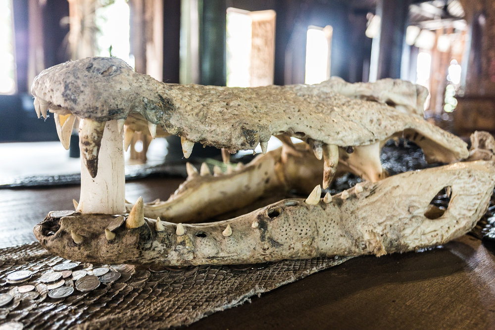  Crocodile skull on display.&nbsp; 