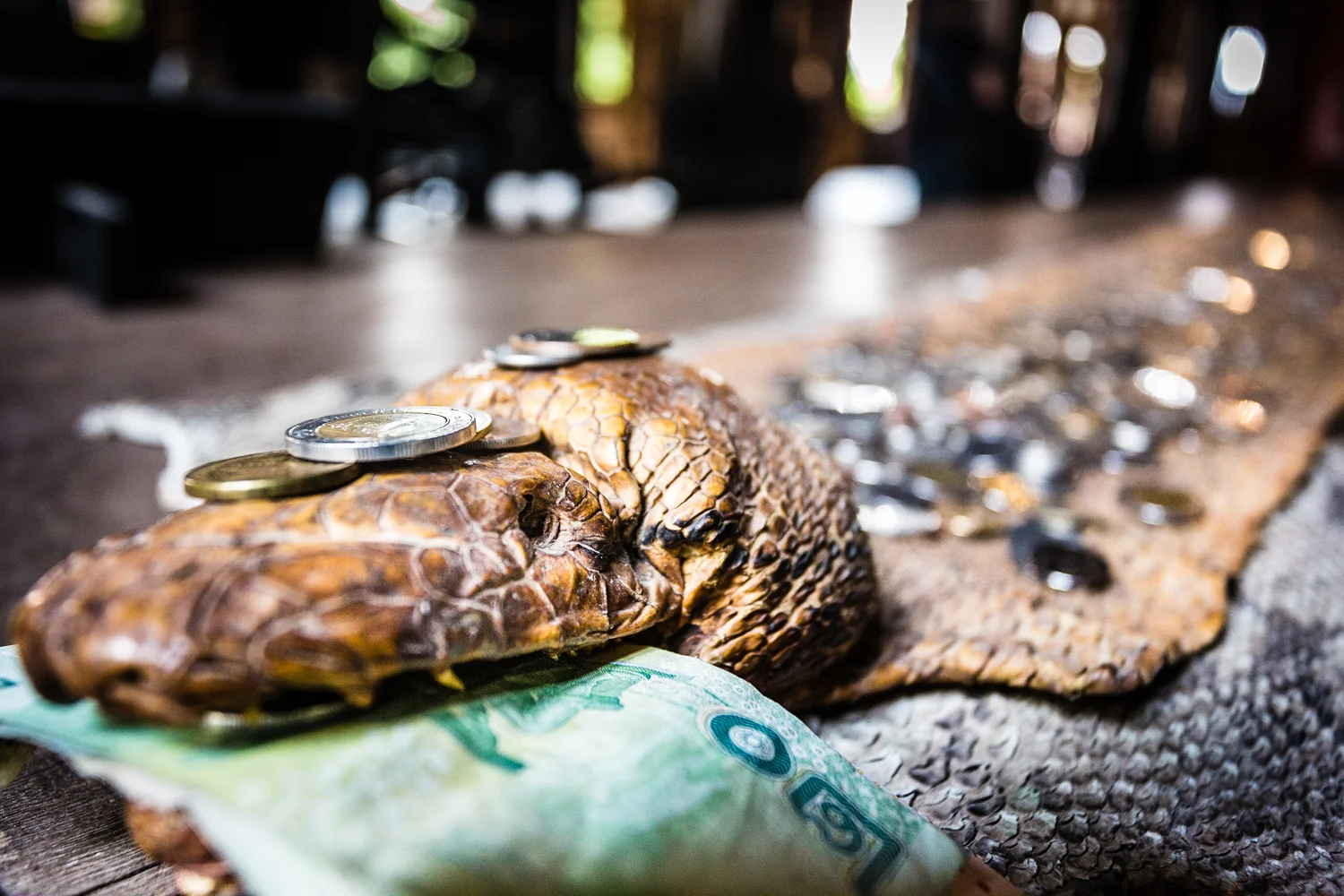 A 15-foot snakeskin with "good luck" money left by guests. 