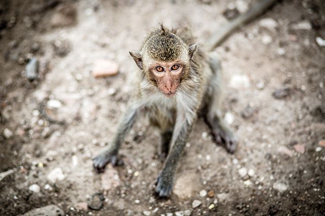 Lopburi's Prang Sam Yot (aka &quot;monkey temple&quot;) is home to a troop of macaques. 📷By Shalev Netanel @netanelphotography #thailand #asia #indochina #travel #macaques #monkey  #lopburi #aow