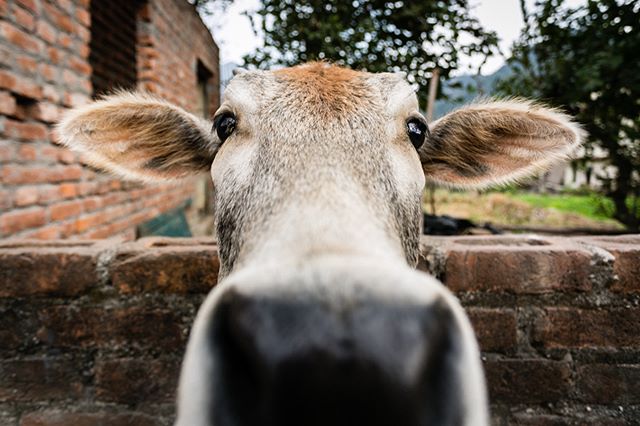 A calf in Rishikesh's Tapovan neighborhood. While many of the cows wondered freely in the streets, this one was domesticated and kept in a cow shed within the residential neighborhood. Some believe that cow urine has medicinal properties and can cure