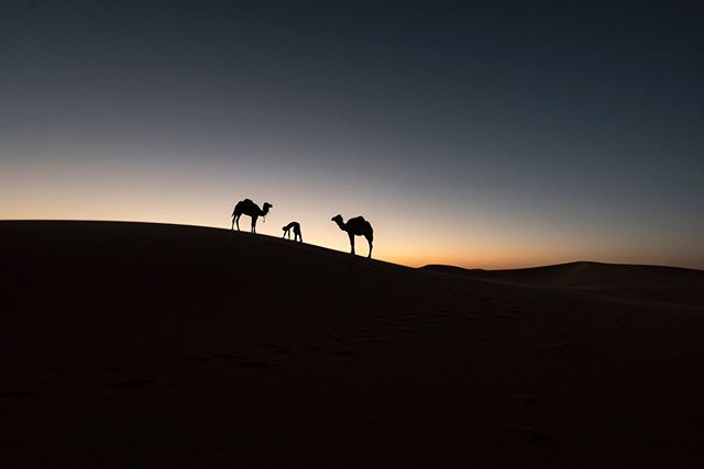 Photographer: Iñigo Echenique @allthesehumans . Rajasthan, India #travel #allthesehumans #desert #camel #india #rajasthan