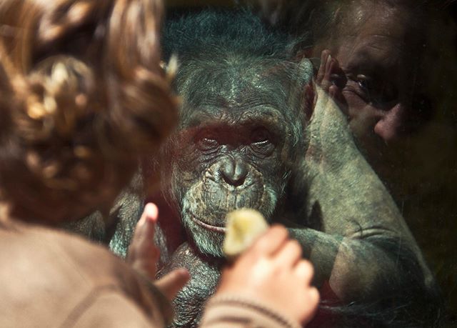Photographer: Iñigo Echenique @allthesehumans Normandía (2013) #travel #allthesehumans #aow #animal #gorilla