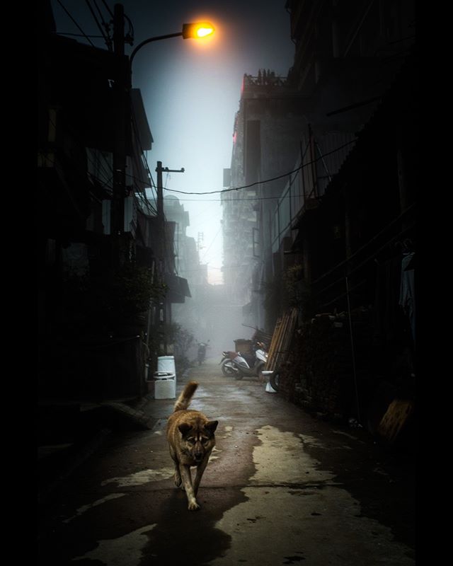 A good boy in Sapa, Vietnam. 📷by @netanelphotography  #aow #dog #travel #vietnam #sapa #night #city