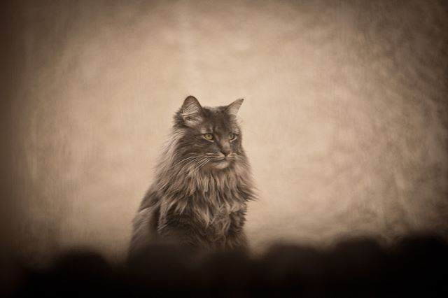 #cat #aow #photography #vintage