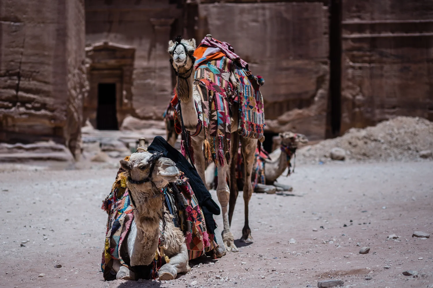 Bedouin camels hanging out in from of The Treasury. 