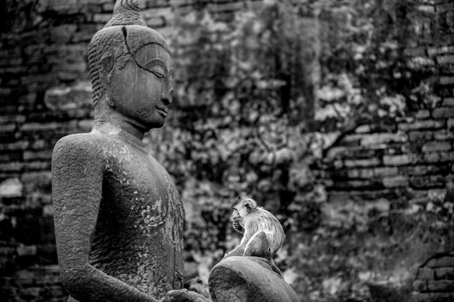 Lopburi's Prang Sam Yot (aka &quot;monkey temple&quot;) is home to a troop of macaque.  #aow #macaque #thailand #travel #monkey #buddhism #temple