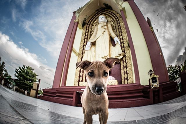 Bago, Myanmar. #dog #buddha #buddhism #myanmar #bago #pup #puppy #travel #pet #animal