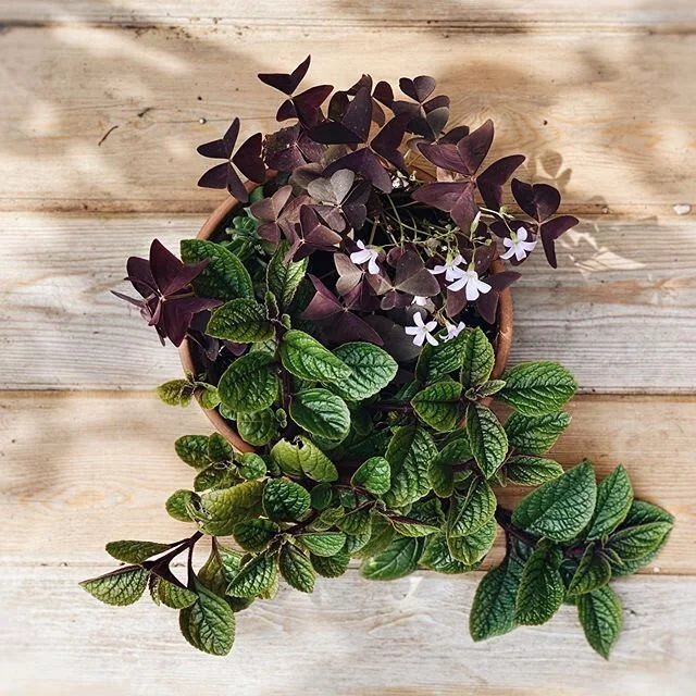 A potful of foliage to appreciate up close in the dappled shade. Sun is out again today so right here is a good place to be. ☀️