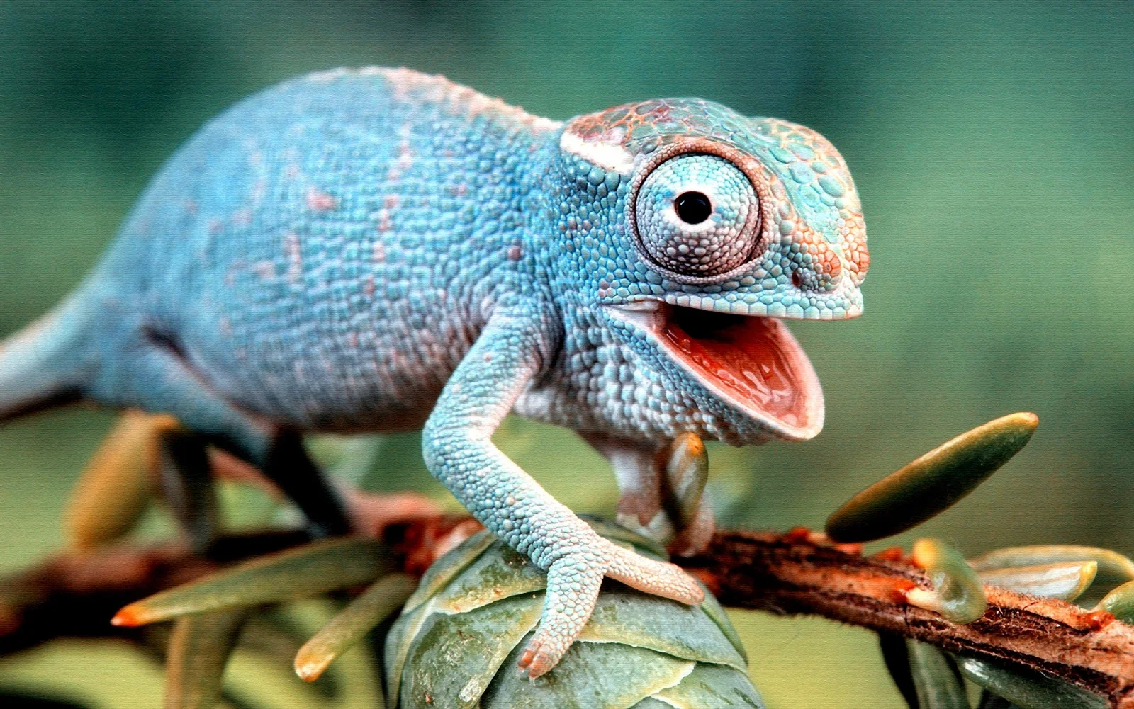 Many of the Reptile community have been left shocked by the announcement