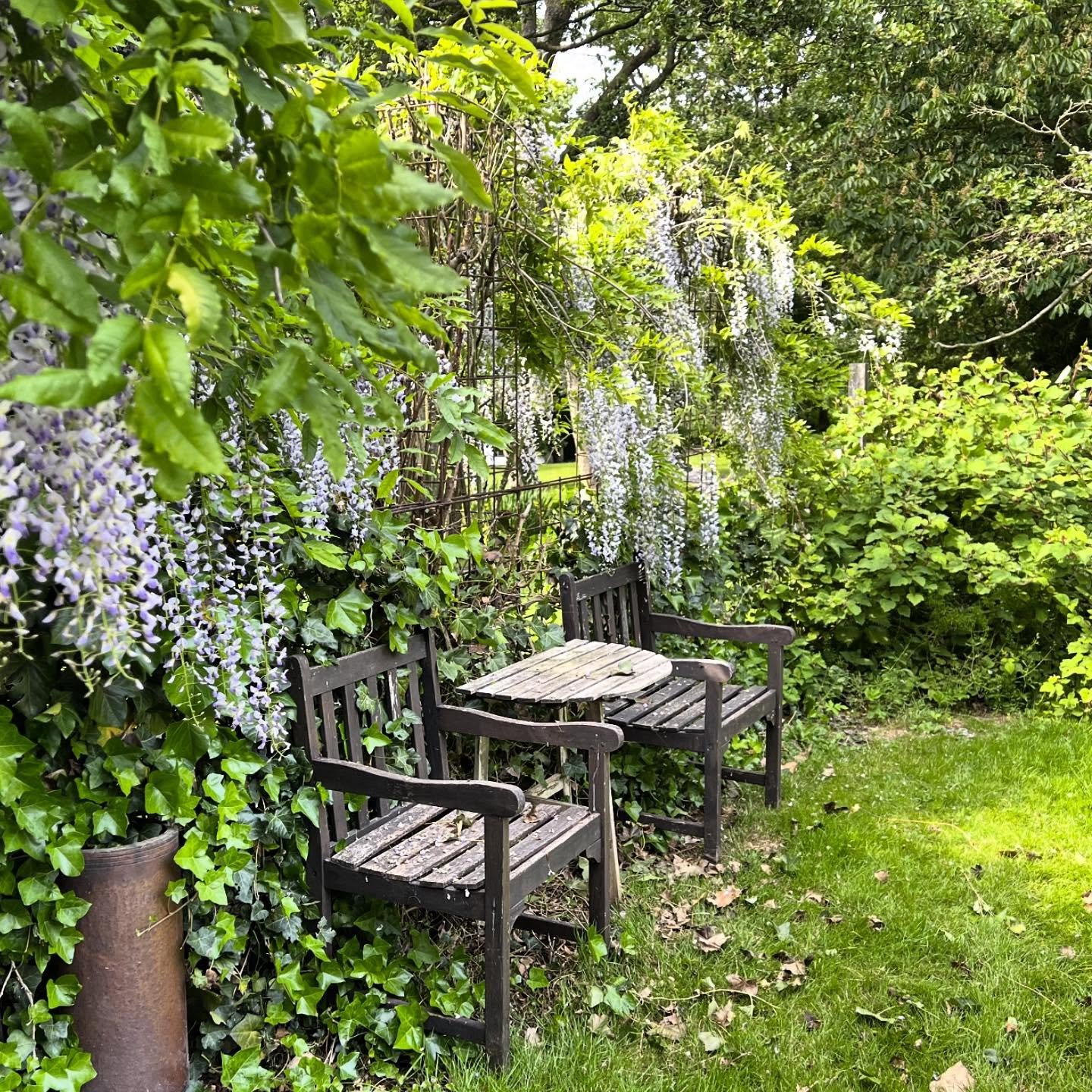 Bl&aring;regnen blomstrer smukt lige nu. #june#summer #wisteria #bl&aring;regn #summerhotel #cafe #artgallery #sculpturegarden #welcome #vadstrup1771