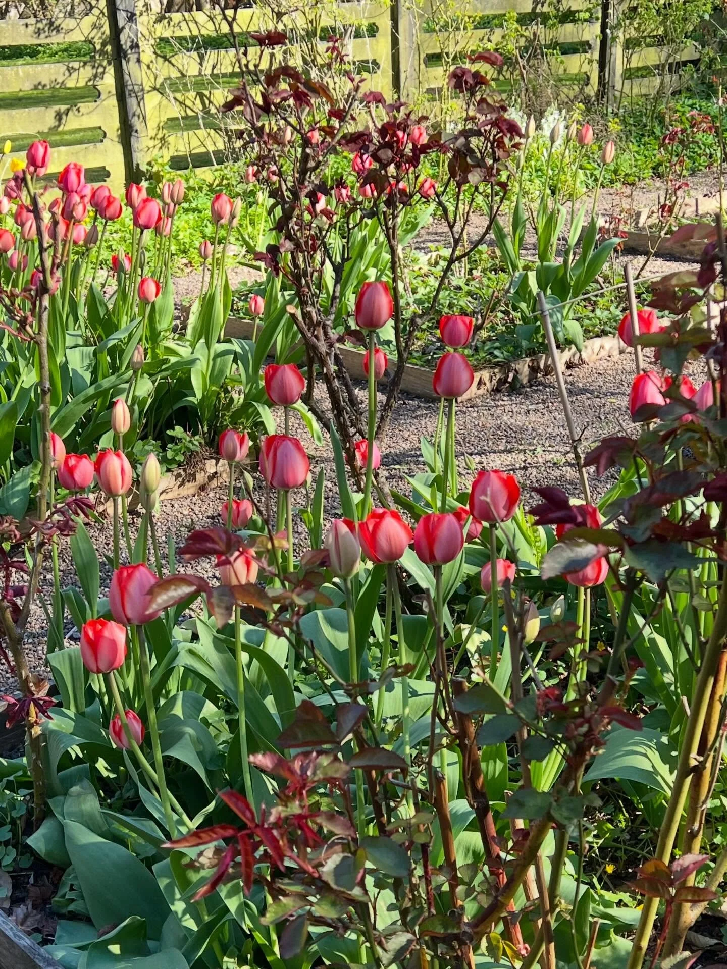 For&aring;r og vi &aring;bner p&aring; fredag. #spring #vadstrup1771 
#sams&oslash;