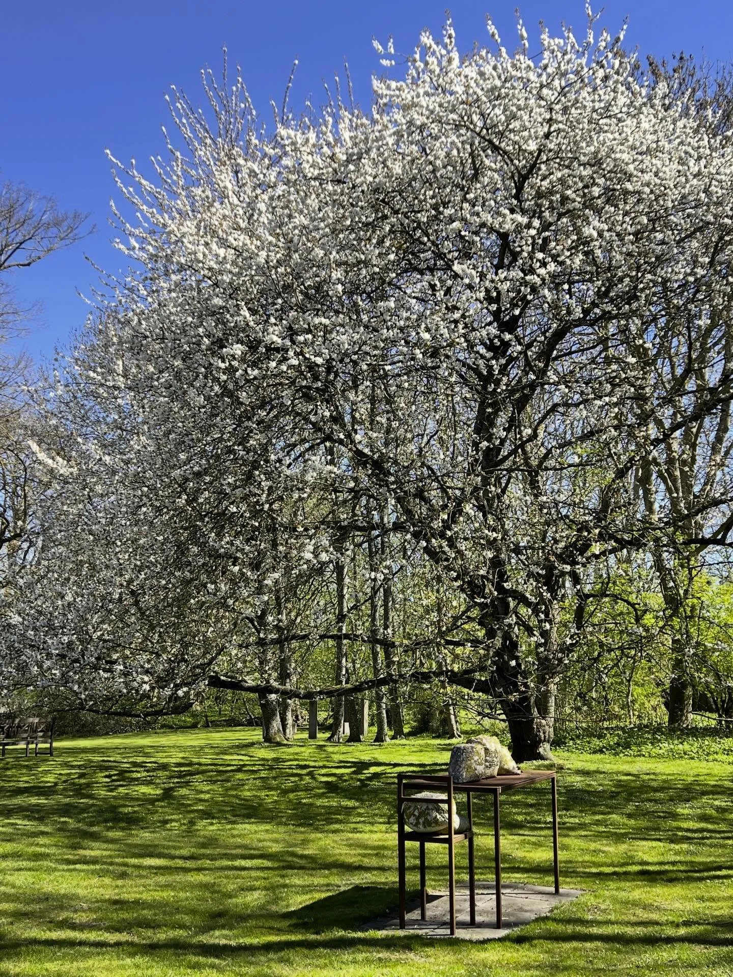 Moreltr&aelig;et blomstrer smukt bag Gudjon Ketilssons kulptur, det er for&aring;r. #sculpture #gu&eth;j&oacute;nketilsson #moreltr&aelig;etblomstrer #vadstrup1771 #sams&oslash;