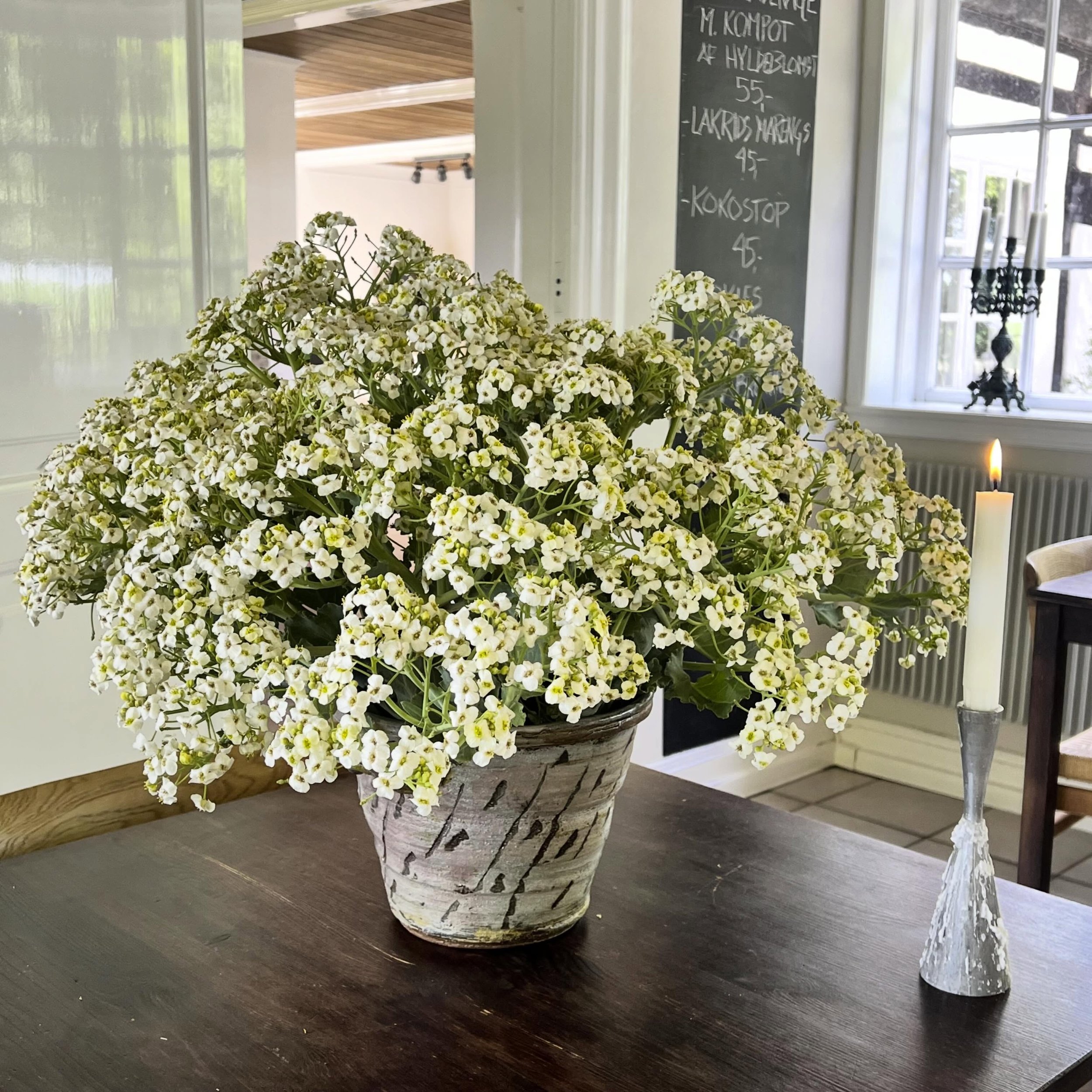 Strandk&aring;l  #flowers #strandk&aring;l#beachcabbage #sams&oslash;