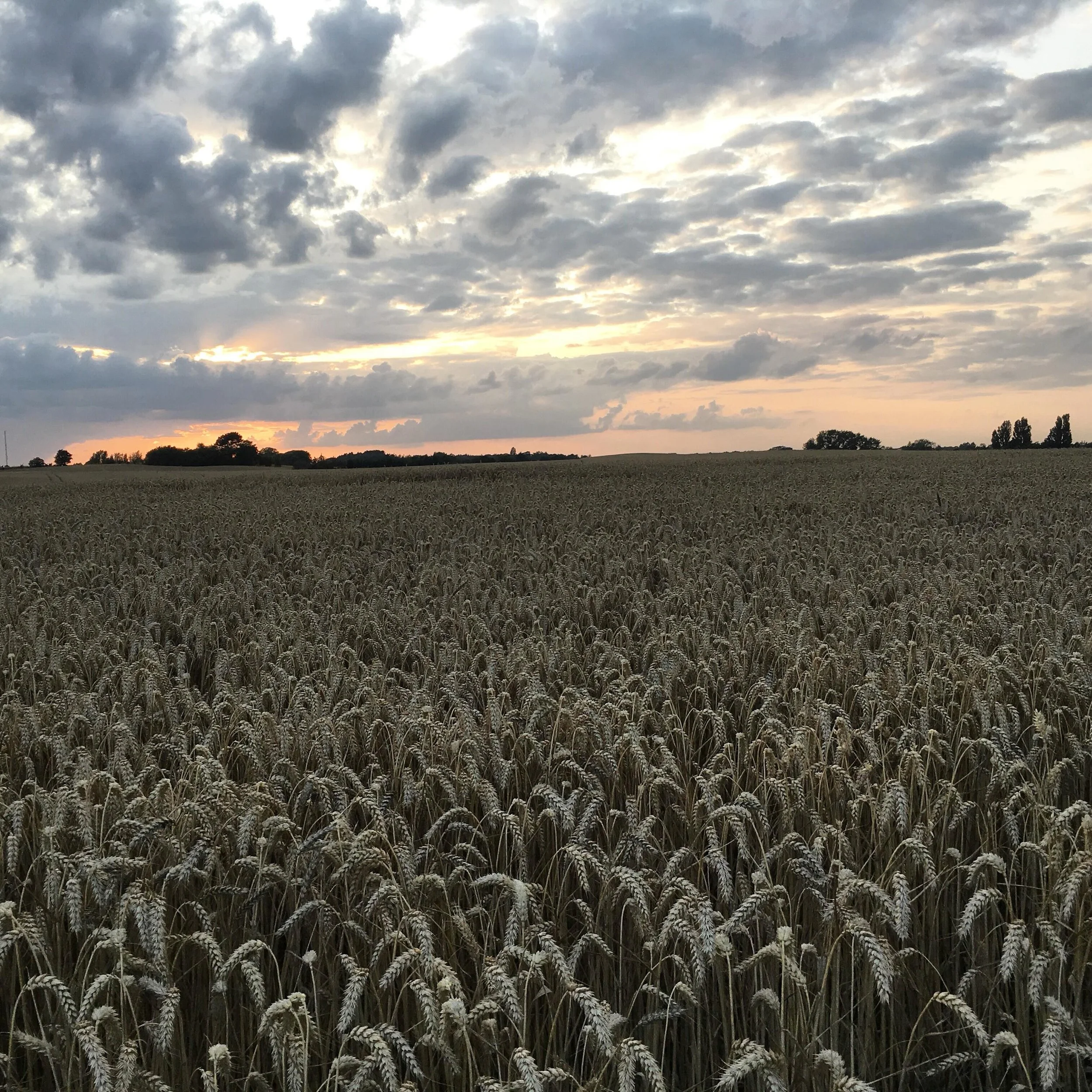 Sol, sommerregn, skyer og sol igen! Sk&oslash;n dansk sommerdag p&aring; Vadstrup
Vi har 2 ledige v&aelig;relser L&oslash;rdag hvis der en noget der tr&aelig;nger til et spontant ophold p&aring; Sams&oslash;.

Ring p&aring; 86591771 eller skriv til I
