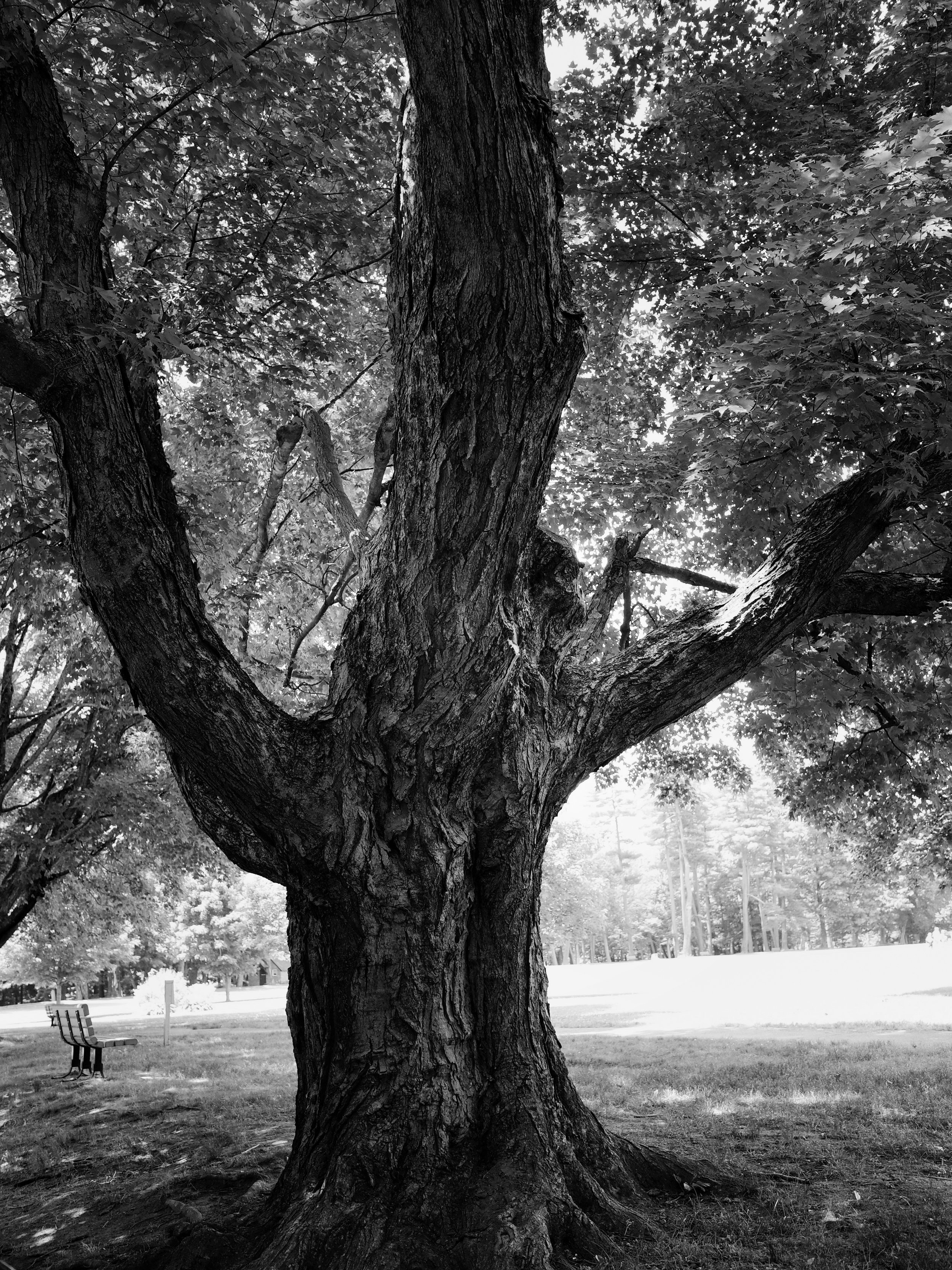 BlackAnd White Tree.jpg