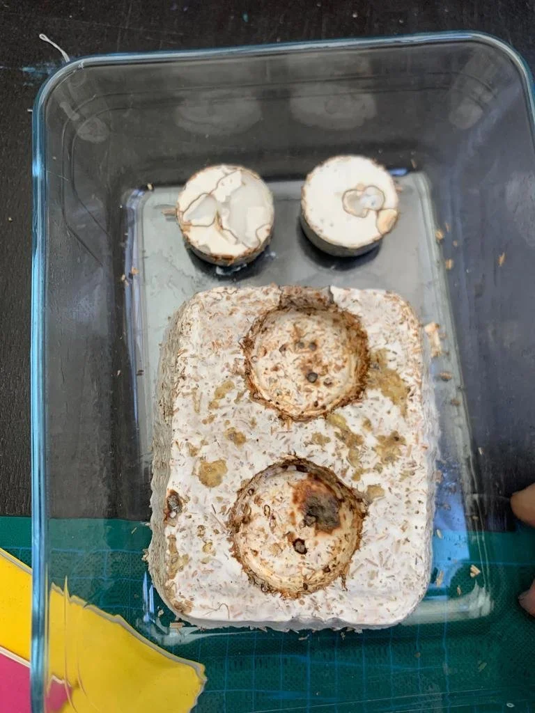 WhatsApp Image 2023-07-16 at 00.56.43 (1).jpeg