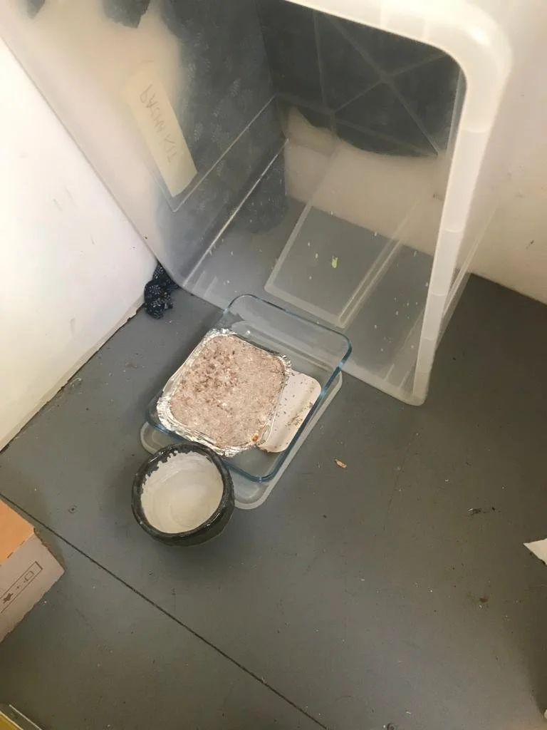 WhatsApp Image 2023-07-16 at 00.56.43 (2).jpeg