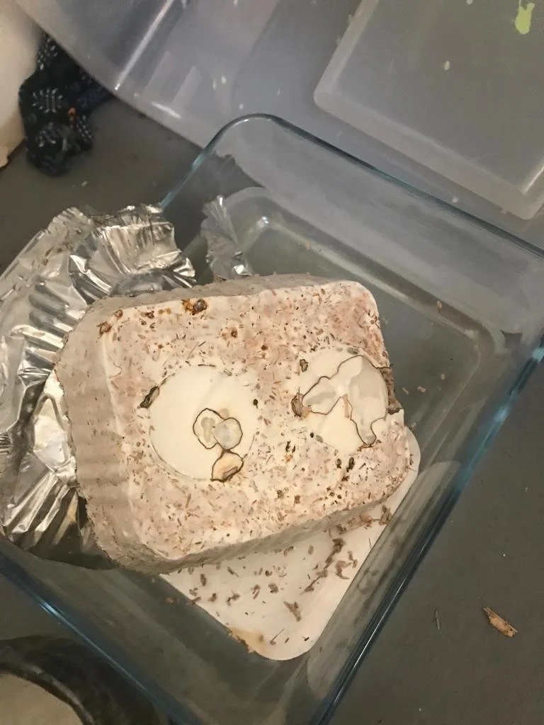 WhatsApp Image 2023-07-16 at 00.56.43 (3).jpeg