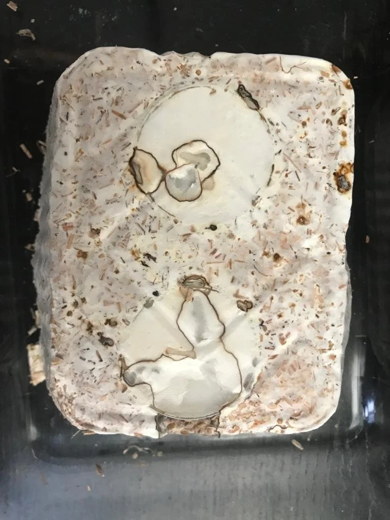 WhatsApp Image 2023-07-16 at 00.56.43 (4).jpeg