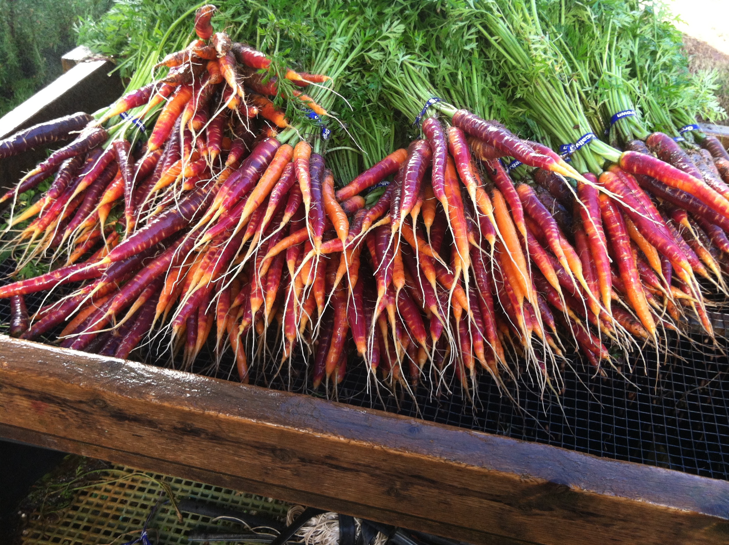 Purple Haze Carrots