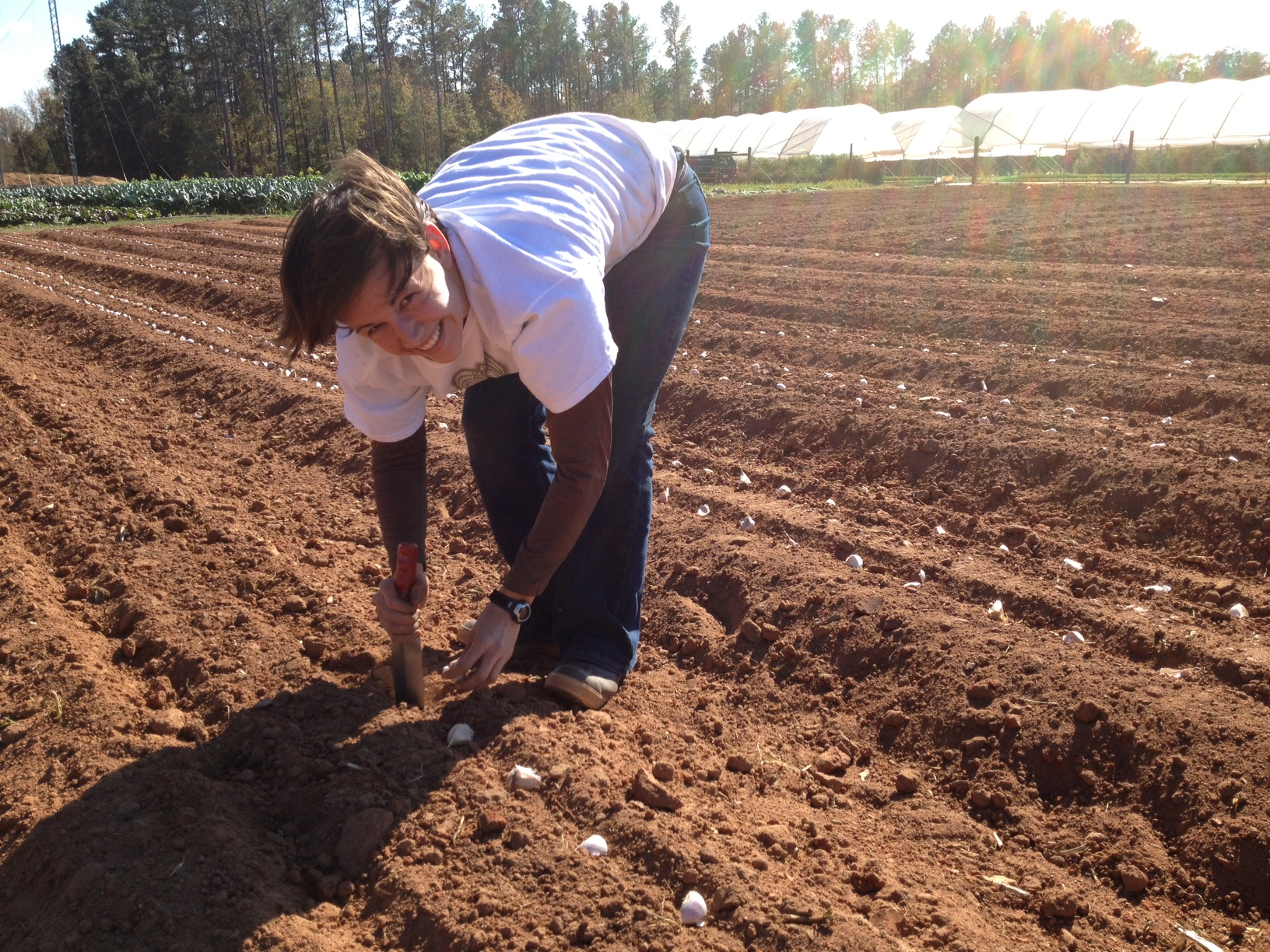 Garlic Planting 