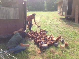 Chickens to Pasture
