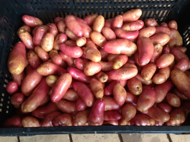 10,000 year old potatoes
