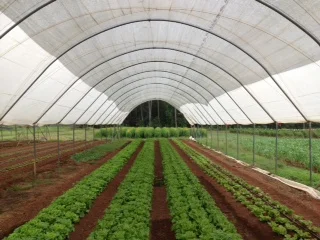 Lettuce and Jerusalem Artichokes