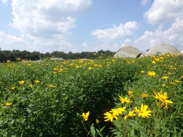 Almost Fall, Still Hot