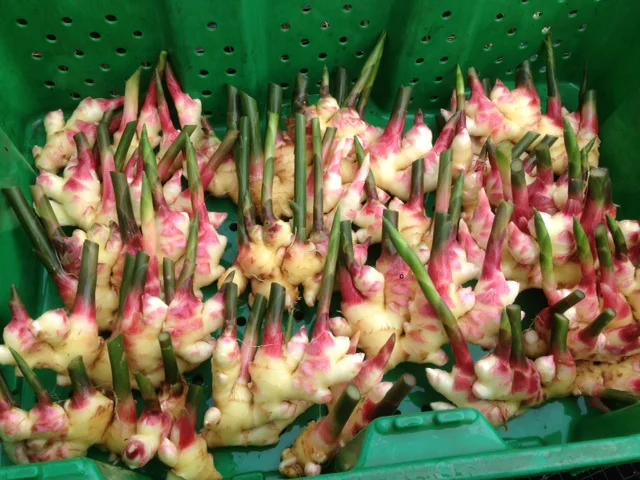 Fresh Ginger Crop