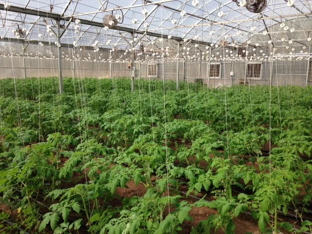 Snow, Ice and Welcome Lauren!