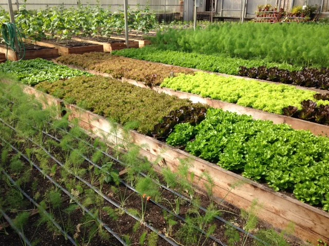 Mar 28, 2014- Greenhouse Photos on a Rainy Friday