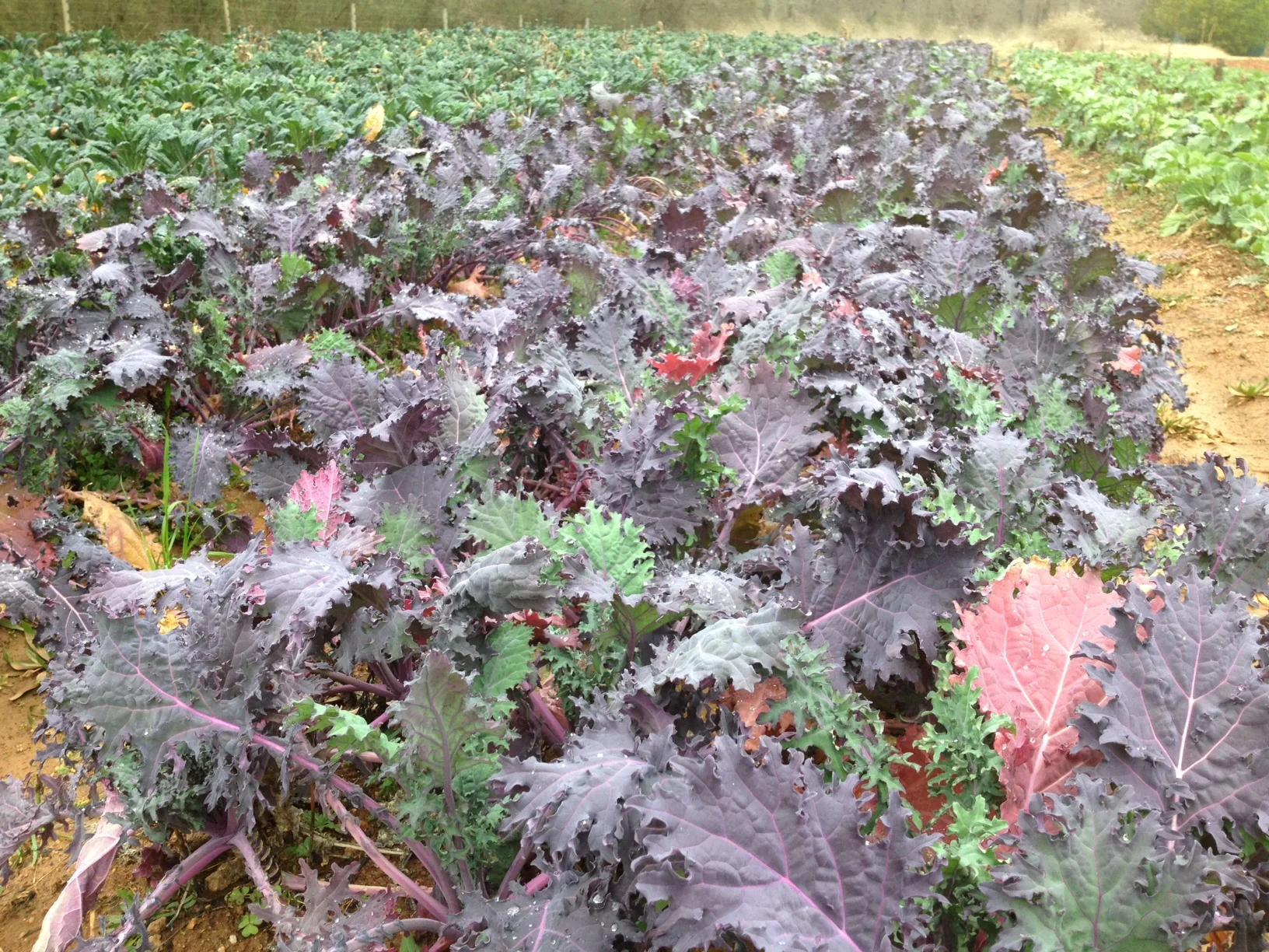 Red-Kale-JAN-2013.jpg