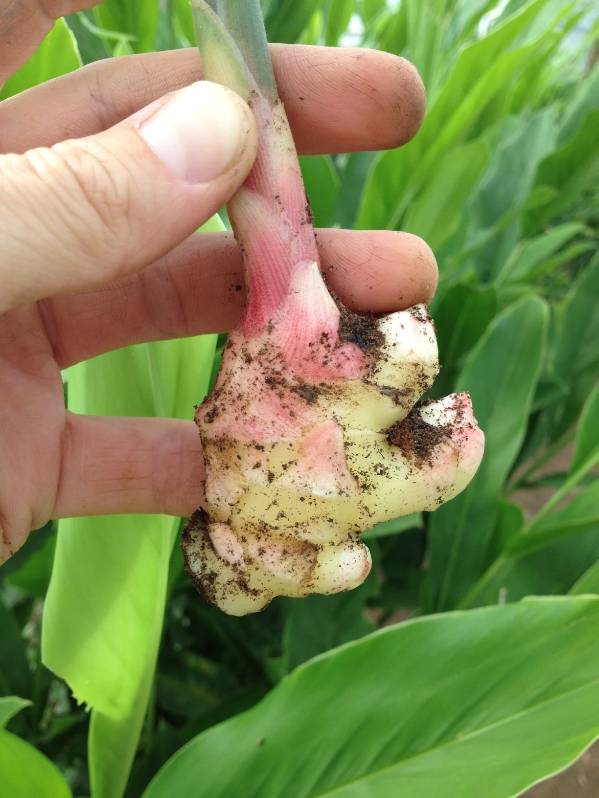 Ruhi Ginger / Turmeric