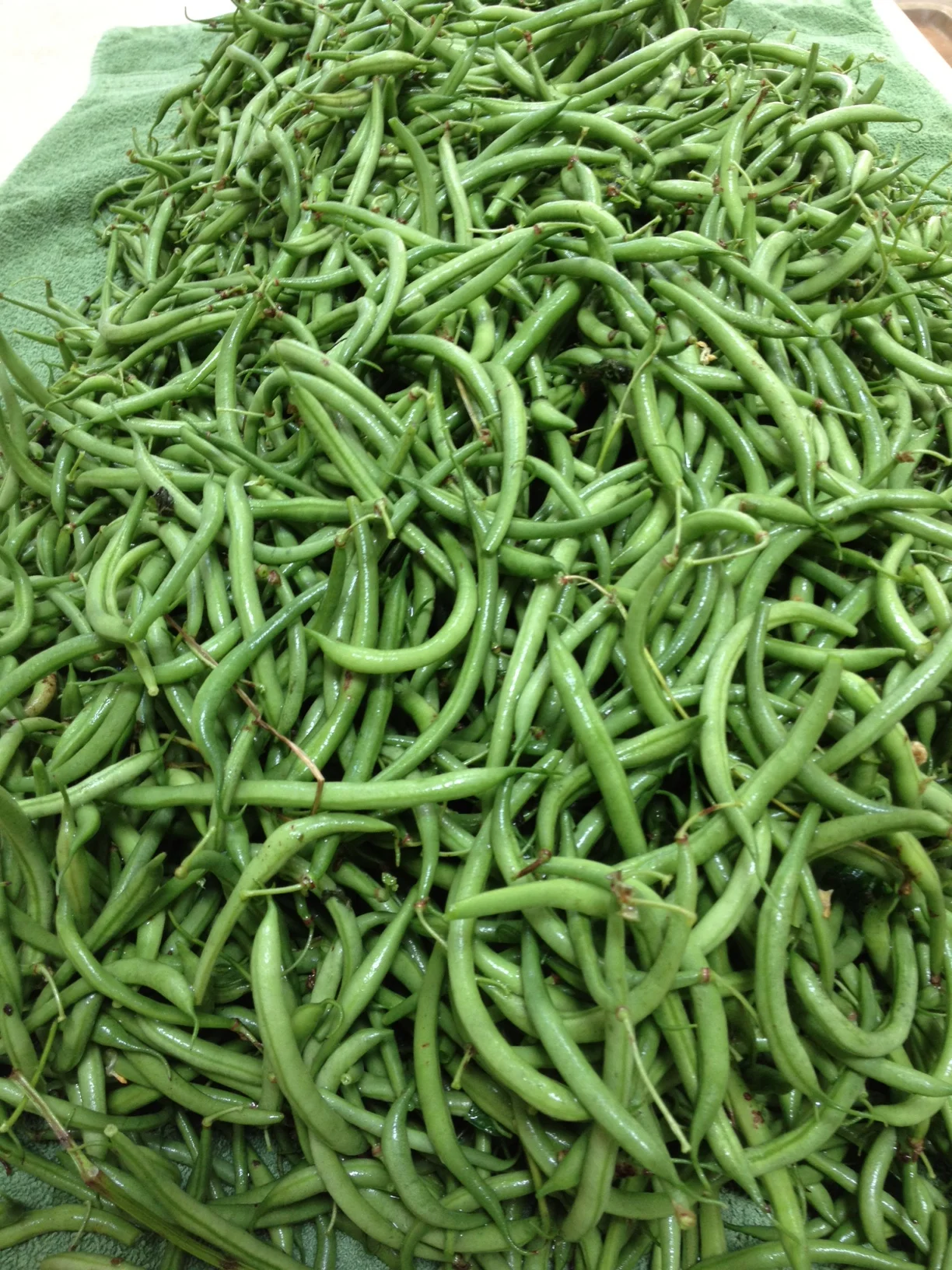 Bean Harvest for Market