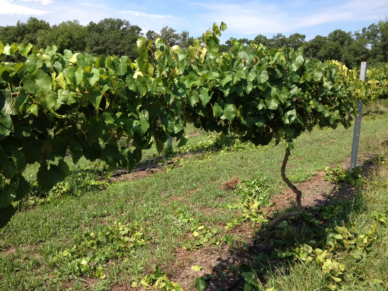 Muscadines / Scuppernongs and History