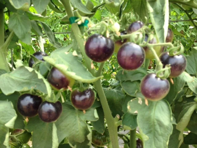 Indigo Rose Tomato