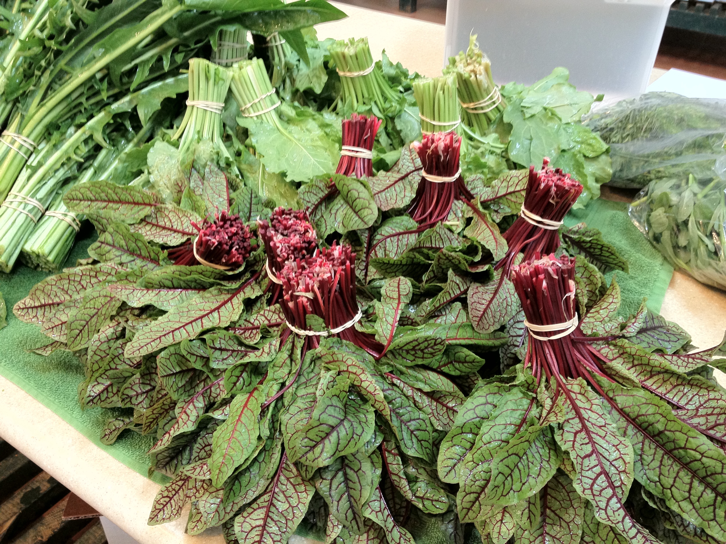First Crop of New Red Veined Sorrel