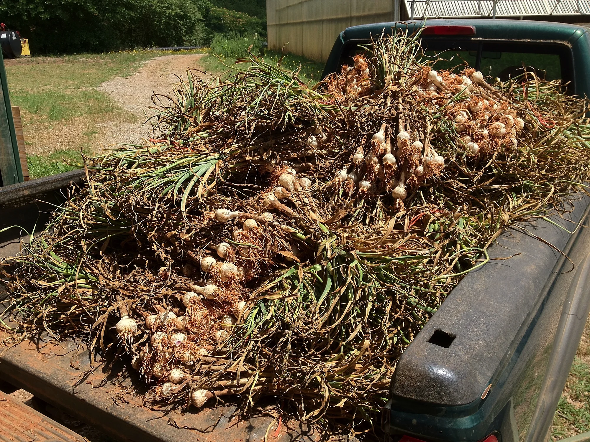 Garlic Harvest