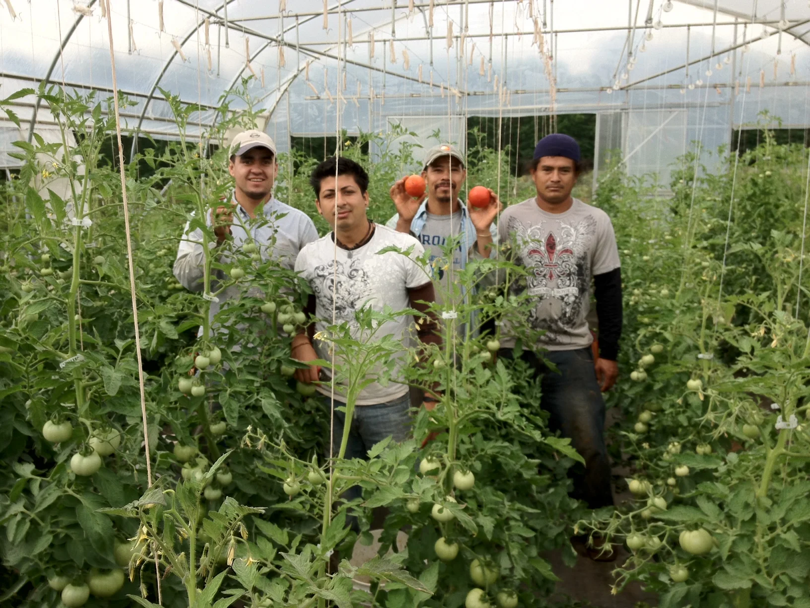 Harvesting Tomatoes June 2012