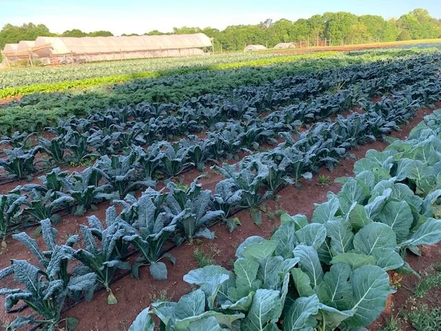 May 4, 2021- The CSA Main Season Begins!