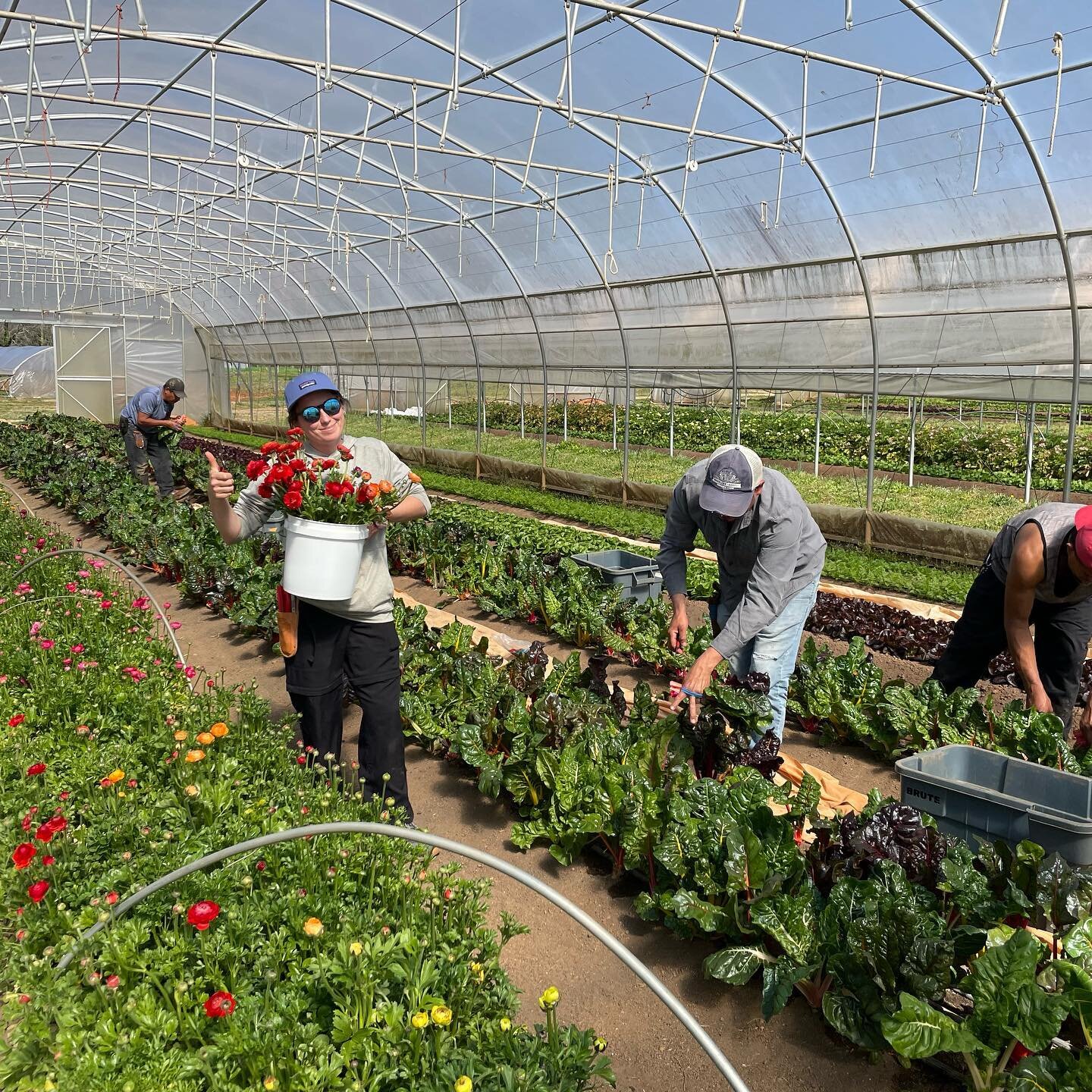 Atlanta customers: We are very excited to come back to Freedom Farmers Market tomorrow.  Come and get some fresh veggies and beautiful flowers!  At the stand tomorrow we will have:
Brussels sprouts- last of the season!
Spinach
Arugula
Lettuce- Little